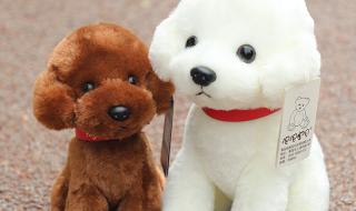 贵宾犬的种类有多少 玩具贵宾犬图片